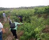 臨近端午，總經(jīng)理劉月琴組織人員農(nóng)莊采摘。